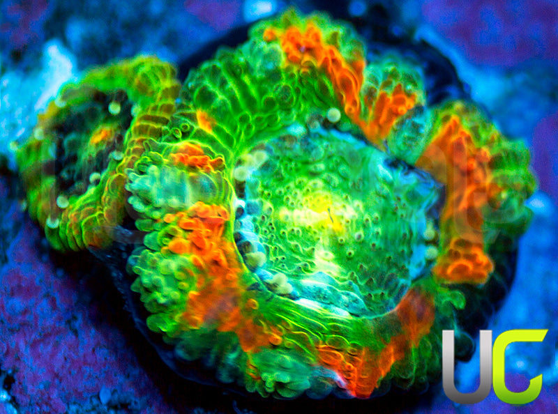 UC Caterpillar Killer Micro Amakusensis