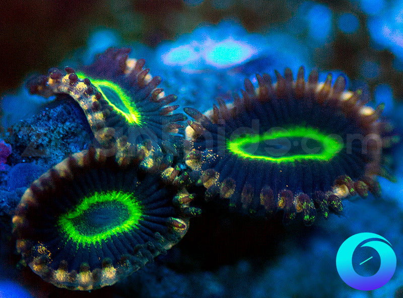 NEW RELEASE: Alien Hornets