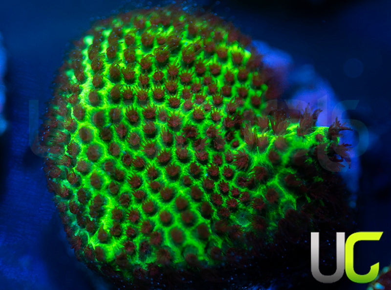 UC The Grinch Porites