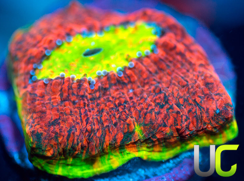 Ultra Watermelon Chalice