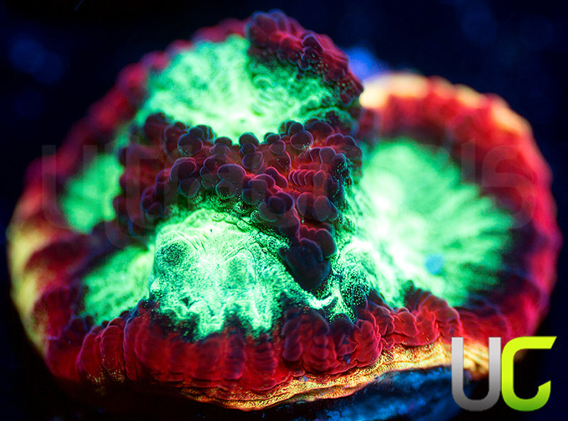 JF Psycho Rainbow Rim Favia