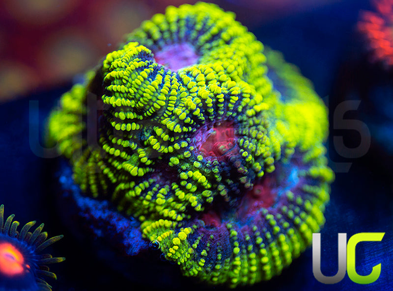 UC License to Kill Favia