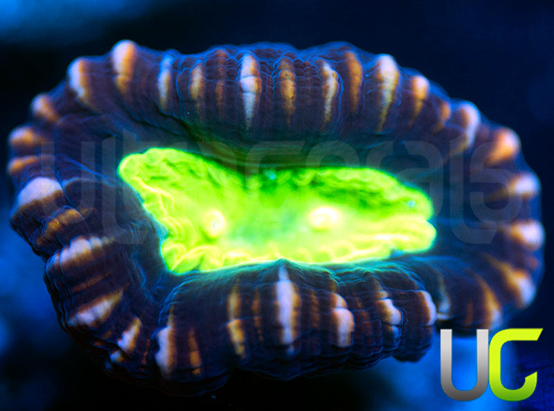 UC Space X Candy Cane