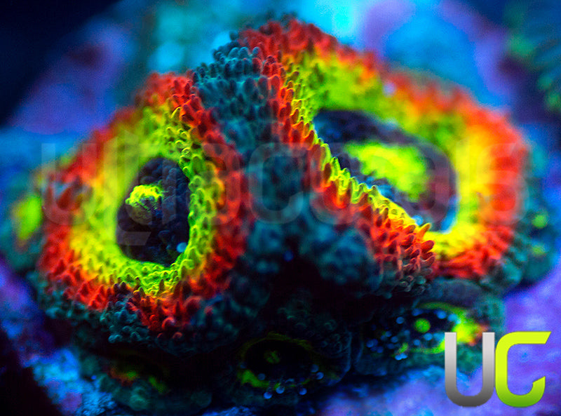 BigR Holy Grail Micro Amakusensis