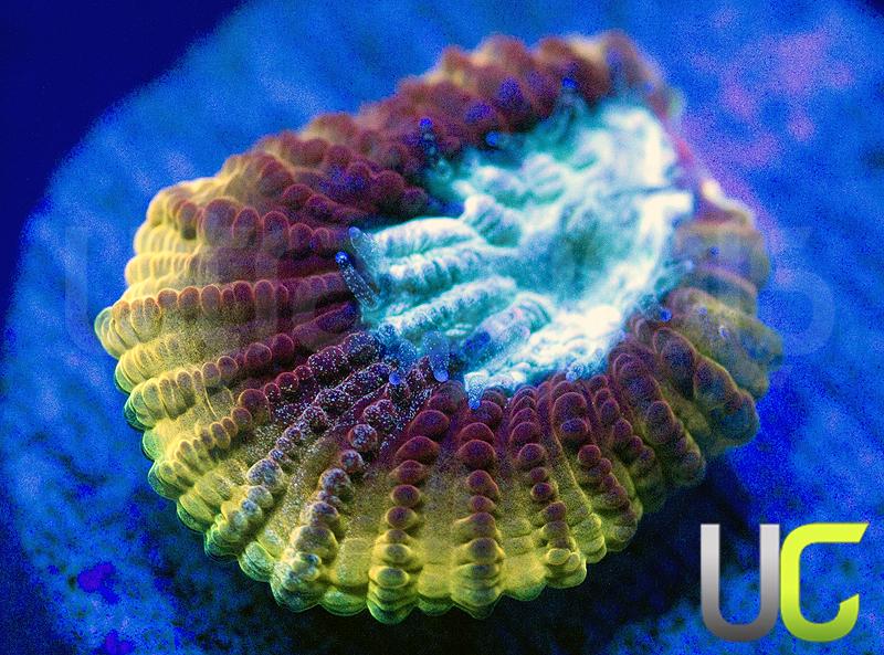 UC Skyfall Micro Favia