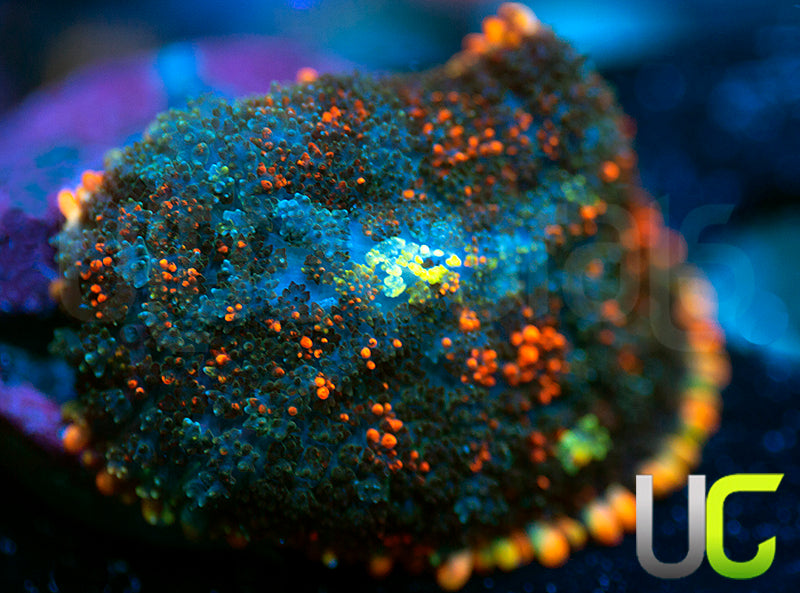 UC Octoberfest Mushroom