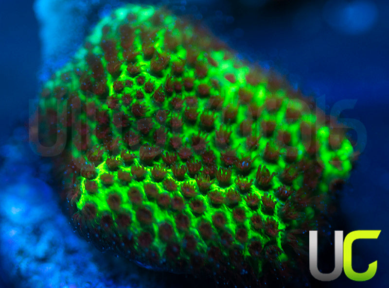 UC The Grinch Porites