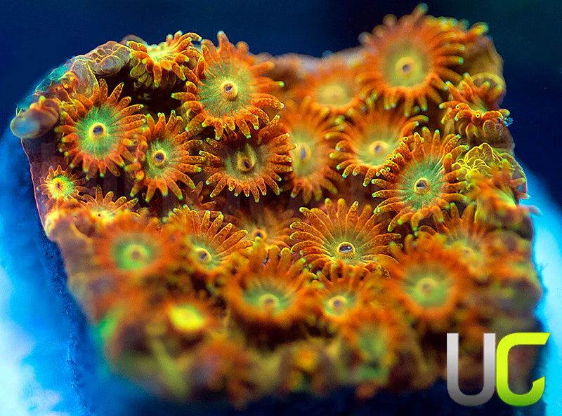 UC Circus Trip Cyphastrea