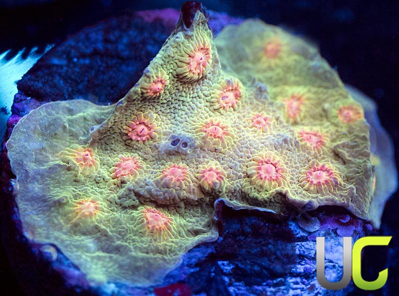 UC Sundrop Cyphastrea