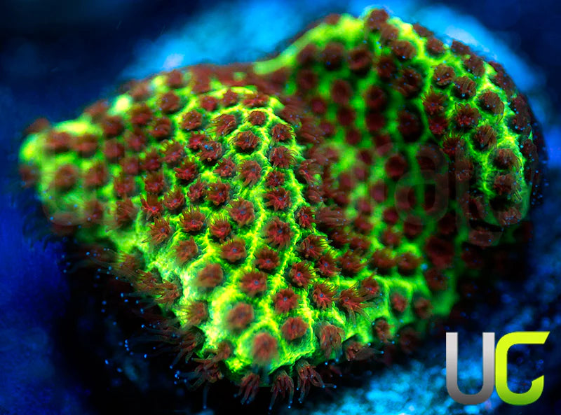 UC The Grinch Porites