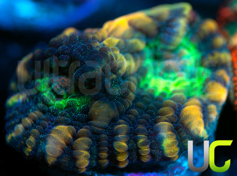 UC Tiger King Mycedium Chalice