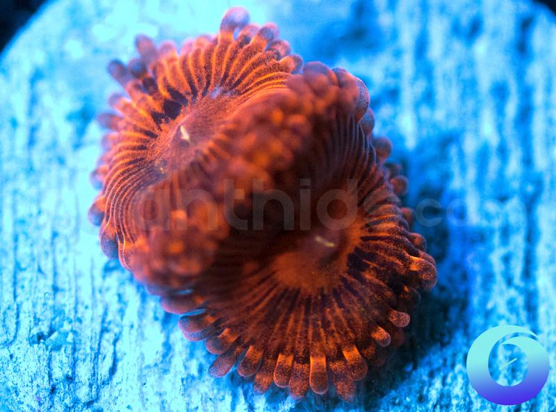 Valentine's Day Massacre