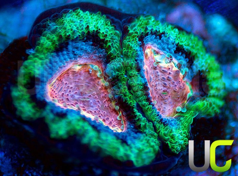 Laffy Taffy Micro Amakusensis