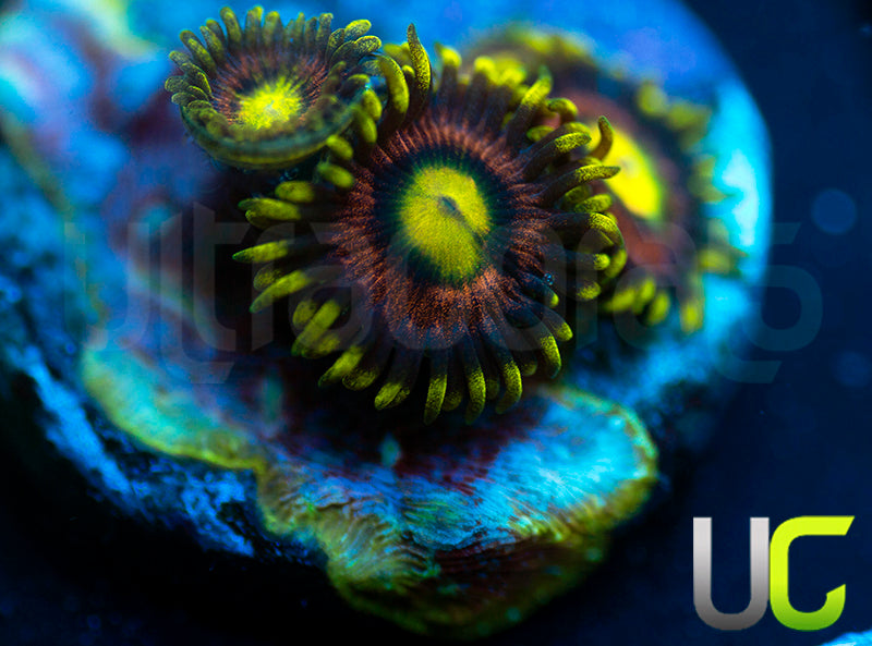 Lemon Devils JF Klepto Lepto Combo