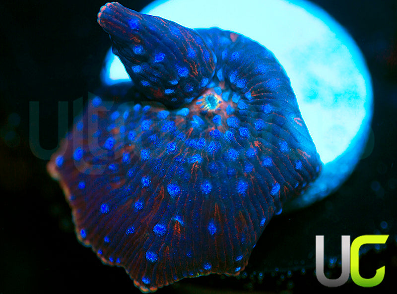 MA Twilight Disco Mushroom