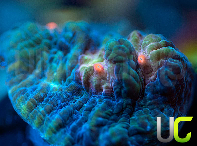 UC Dream Boat Mycedium Chalice