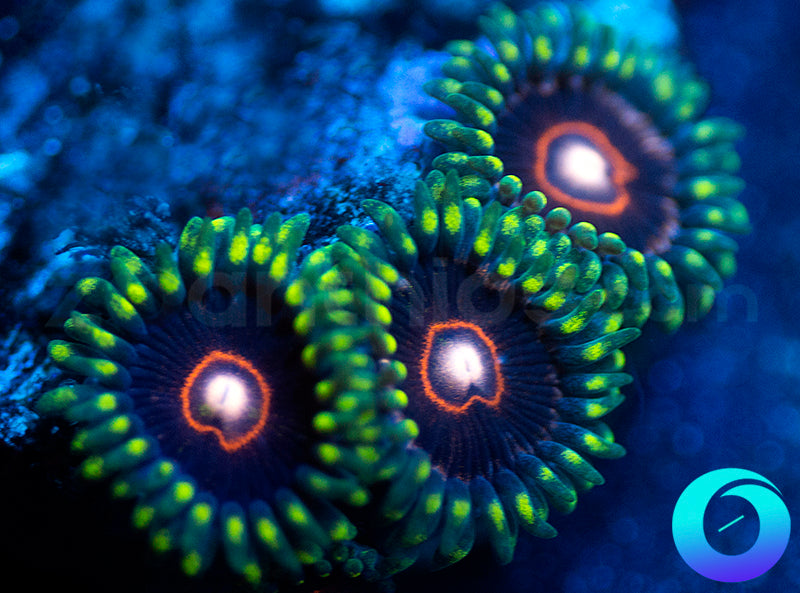 CB King Jawbreaker Hornets