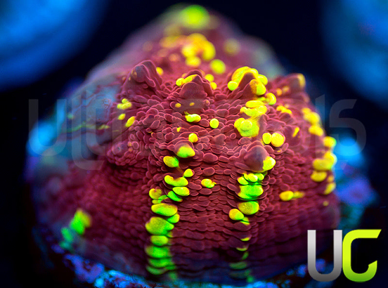 JF Gold Meister Chalice