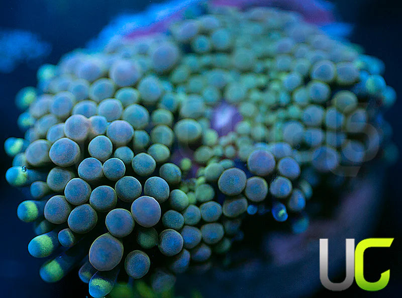 UC Chameleon Ricordea FL