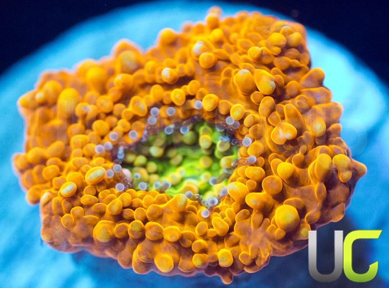 Pumpkin Patch Echinata