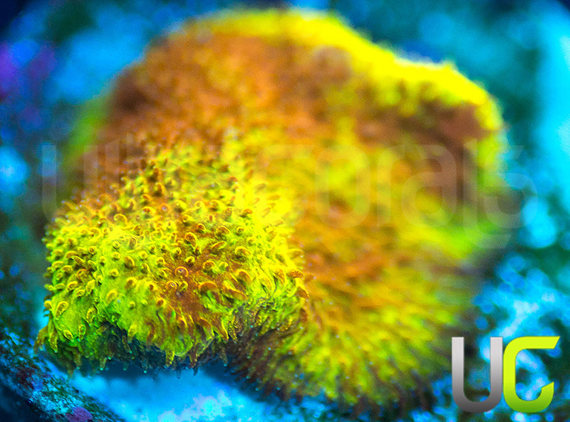 UC Mean Streak Branching Psammocora