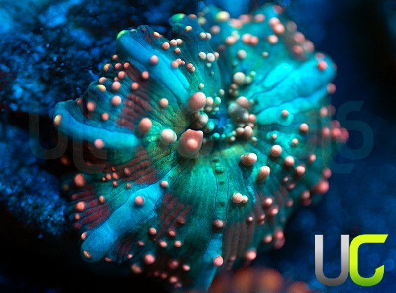 Dragon Lady Bounce Mushroom