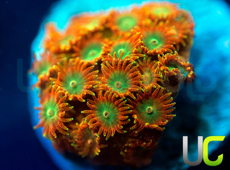 UC Circus Trip Cyphastrea