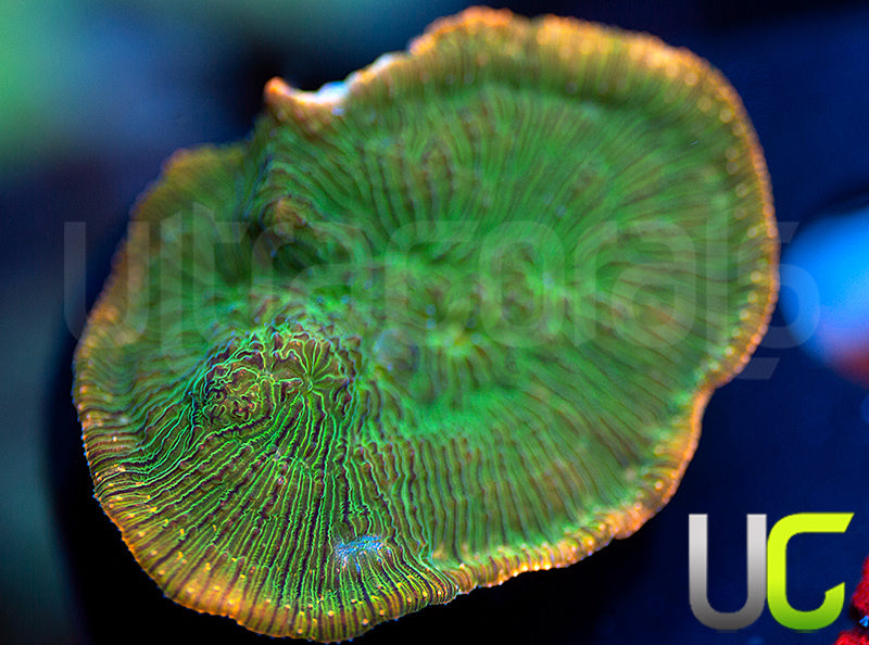 UC Headless Horseman Lepto