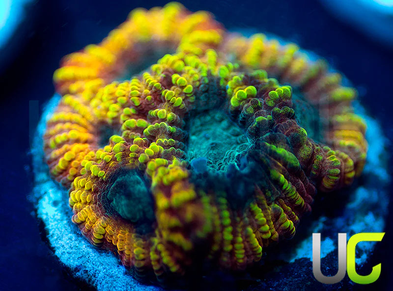 TGC Favia of the Gods