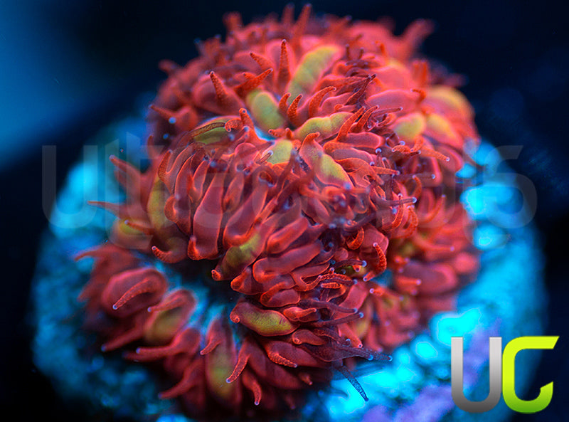 UC Blue Raven Blastos