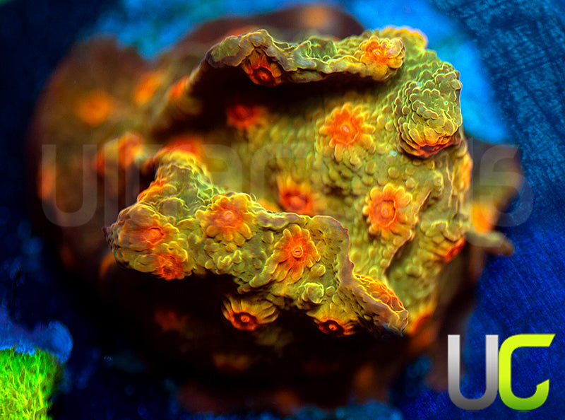 UC Jolly Roger Cyphastrea