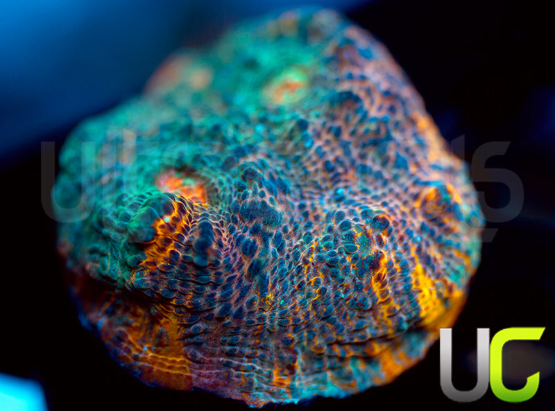 UC Blue Legion Chalice