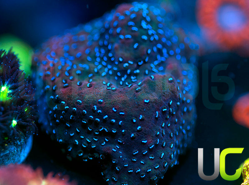 UC Blue Mystic Monti