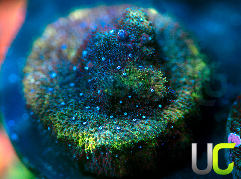 UC Toxic Constellation Psammocora