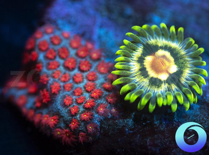 Orions Belt & Superman Porites Combo