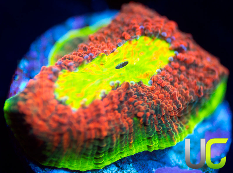 Ultra Watermelon Chalice