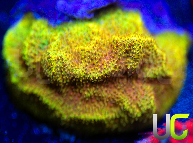 UC Mean Streak Psammocora