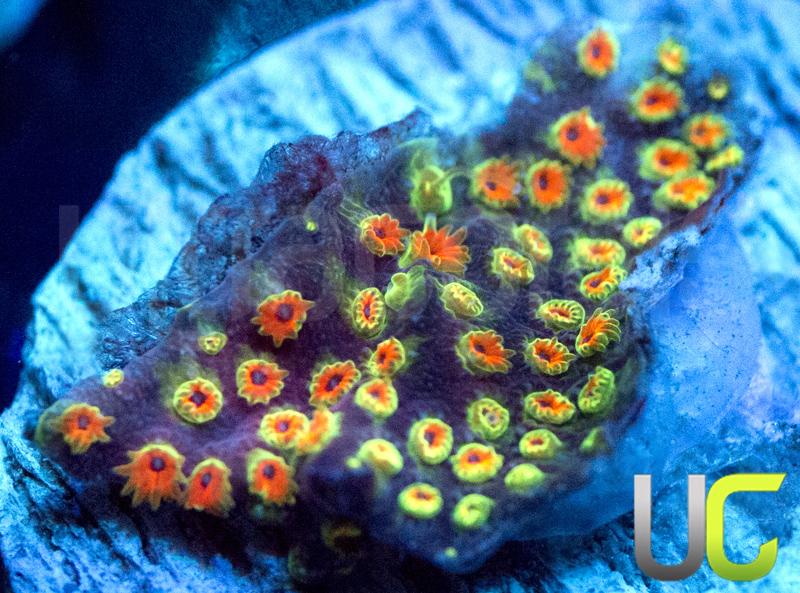 WWC Looney Tunes Stylo