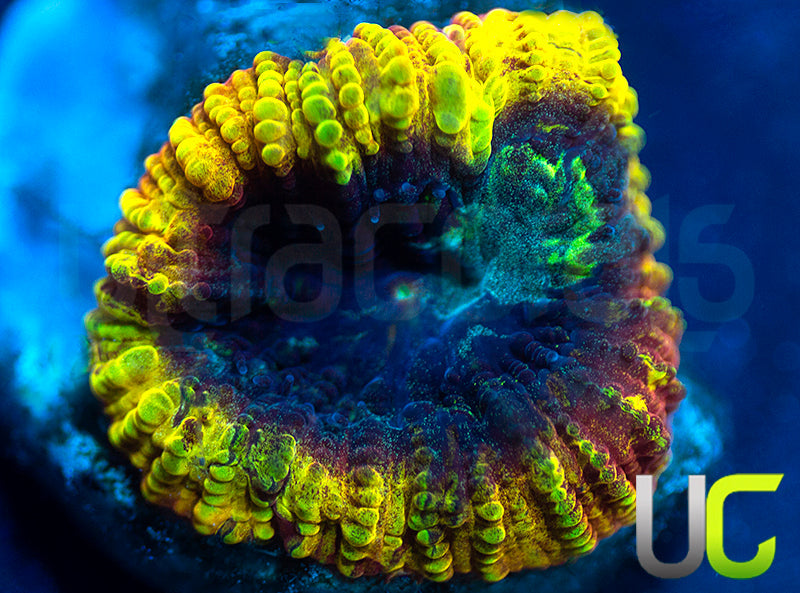 JF Yellow Submarine Favia