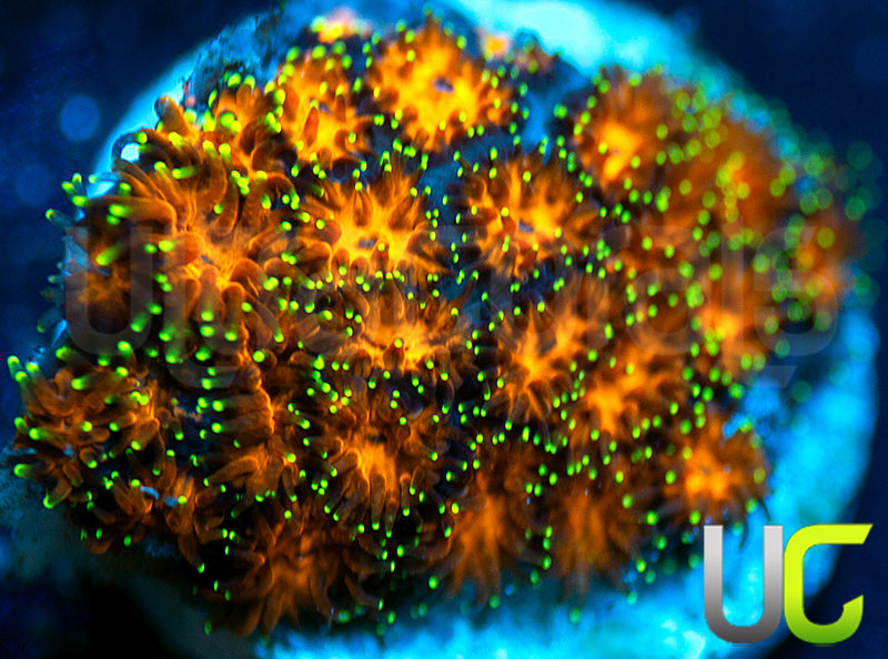 UC Lightning Tip Leptastrea