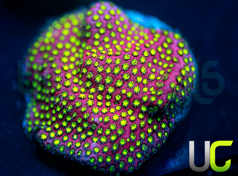 UC Raspberry Pie Stylo