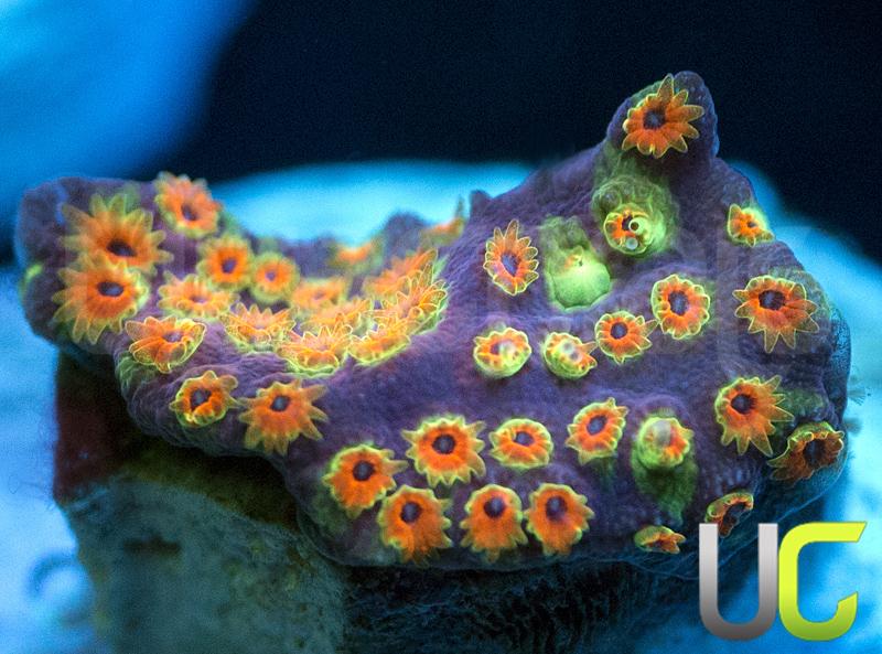 WWC Looney Tunes Stylo