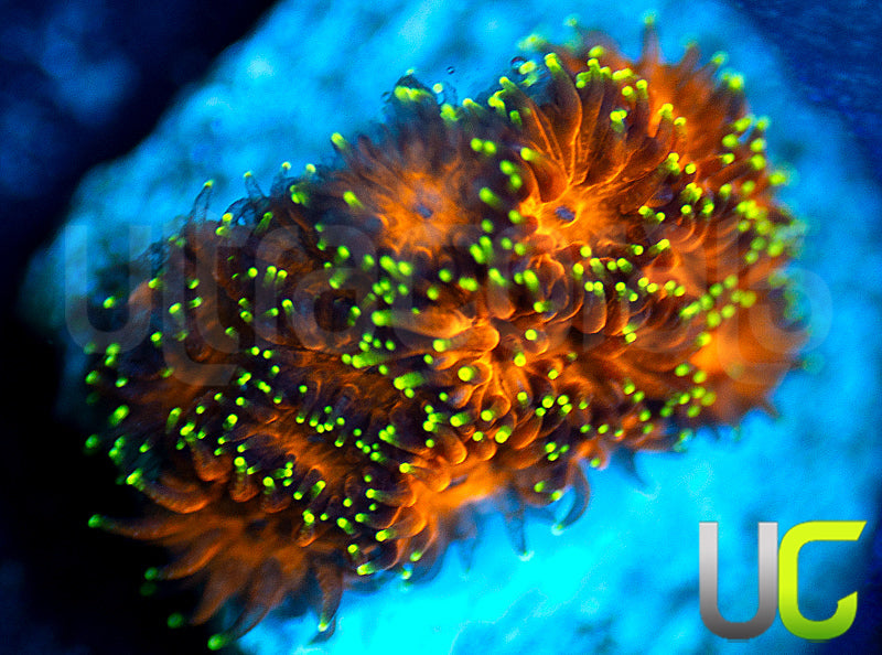 UC Lightning Tip Leptastrea