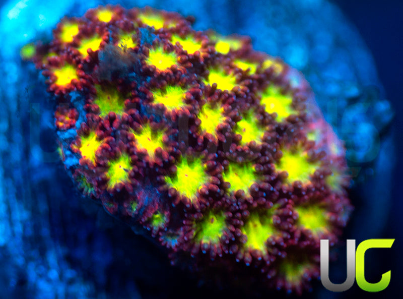 UC Party Crasher Goni