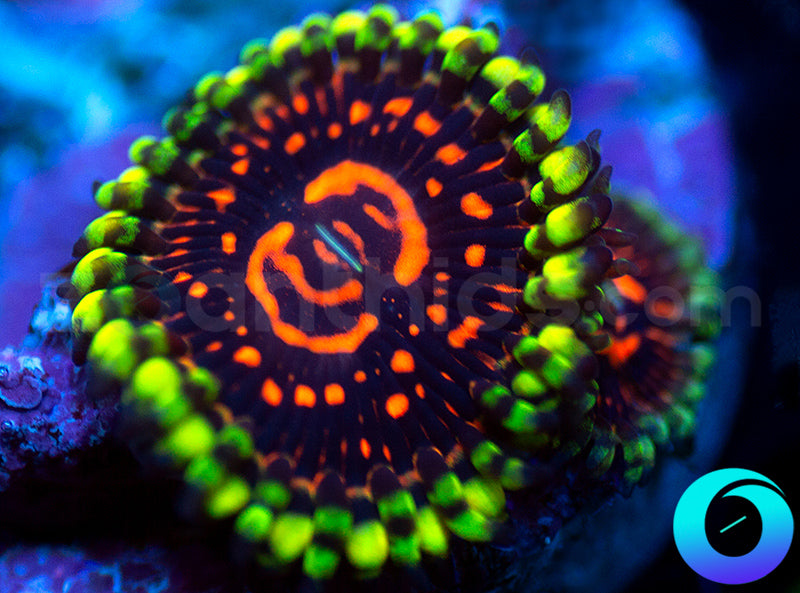 CC Flaming Brohicans