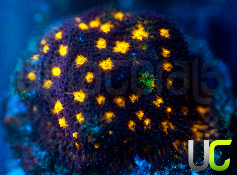 JF Outer Space Psammocora