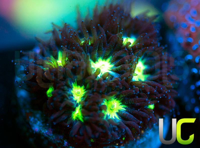 UC Stunt Double Leptastrea