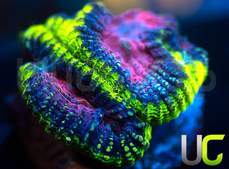 UC Legion of Doom Favia