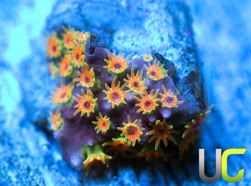 WWC Looney Tunes Stylo