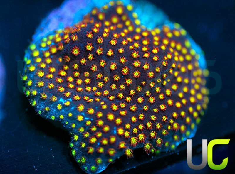 UC Flamethrower Stylo